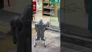Robot dog vs real dog#funny  #robot #shorts