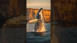 MONSTERS or WHALES Deep-Sea Giants That Shouldn’t Exist