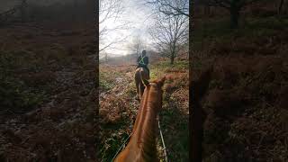 Hacking out on our beautiful  chestnuts horses Friday 13th went OK!