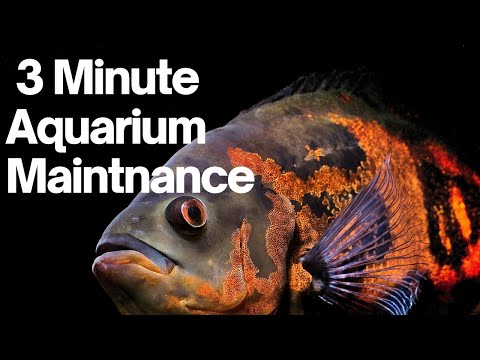 3 Minute Aquarium Maintenance