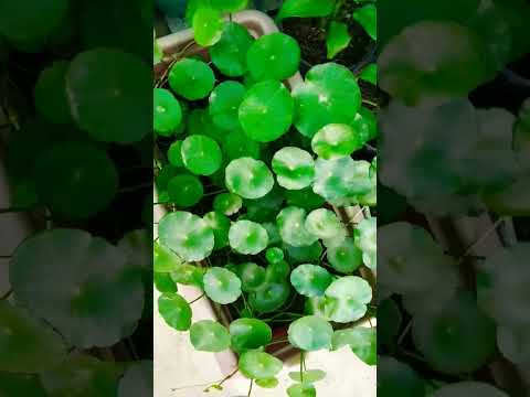 what is the name of this plant rs 550 #trending #shorts