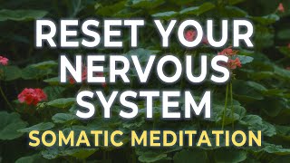 Vagus Nerve Reset Meditation | Somatic Practice for Deep Nervous System Renewal
