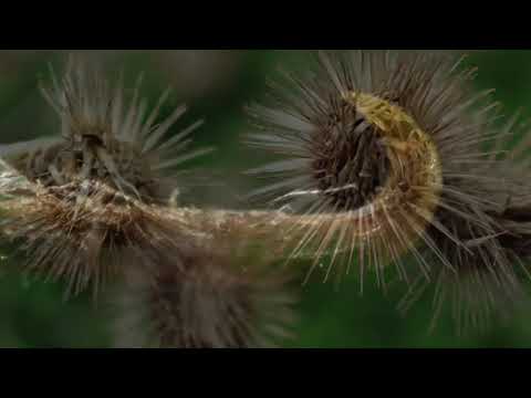 Biomimicry and Burdock