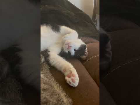Sleepy Twitches #cat