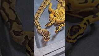 #2024 #clutch #parthenogenesis #familyportraits #ballpython #python #pythonregius #reptiles #pets