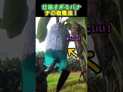 壮絶すぎるバナナの収穫法！