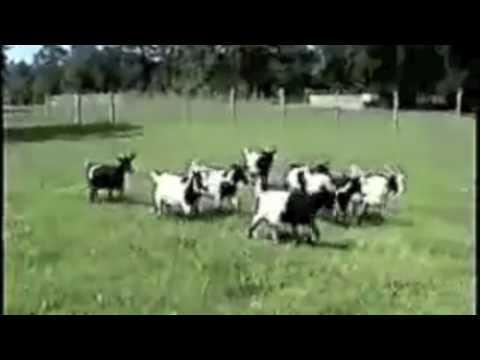 District 9 Animal Planet