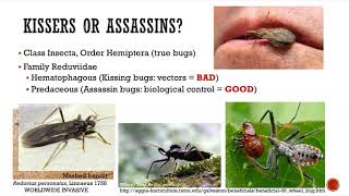 New Jersey’s Assassin Bugs and Risk of Chagas Disease: Myth or Reality?