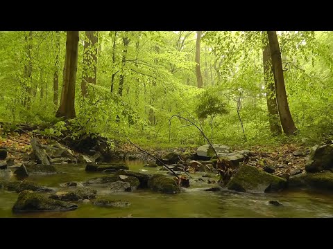 Nature Sounds Forest Sounds Birds Singing Sound of Water-Relaxation-Mindfulness-Meditation
