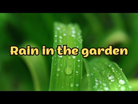Rain Sounds - Pure Heavy Rain in Garden - For Focus, Sleep and Comfort