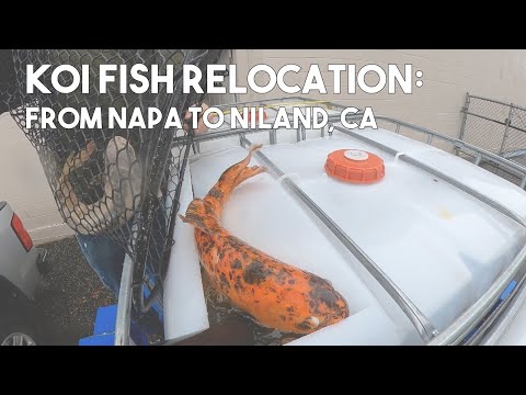Koi Fish Relocation: From Napa to Niland, CA
