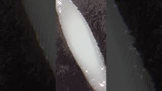 🤍✨#piedballpython (reposted & edited vid)#snake #viral #shorts #foryou #reptiles #animals #fypシ