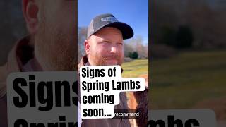 Spring Lambs coming (Update) #farmlife #animalshorts #sheepfarm #sheeptalk #springvibes #lambing