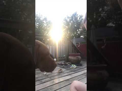 My dogs eating popsicles - Dog Hill Pawps