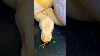 Pied babies on the way! #molinarosnakelab #babysnake #piedballpython #reptiles #python #shorts #pied