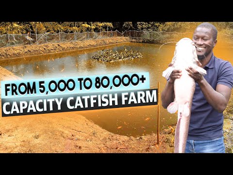 Steal These Tips For NEXT LEVEL Profit In Catfish Farming in Nigeria