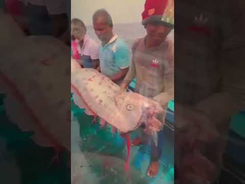 Rare ‘doomsday fish' caught in Indian waters