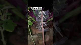 Wild nature and very interesting #life #farmers #trending #greenscreen #trending #smartbrowser