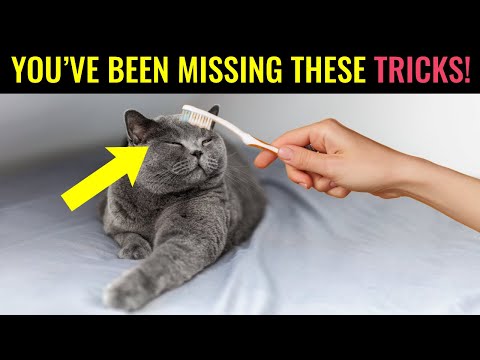 10 Things Cats Love and Only 3% of Owners Actually Do