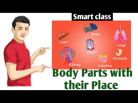 Human Body parts with figures |  Most important parts of body with their places