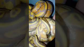 7-31-22 Banana Mojave and Banana ball python hatchlings after 1st shed
