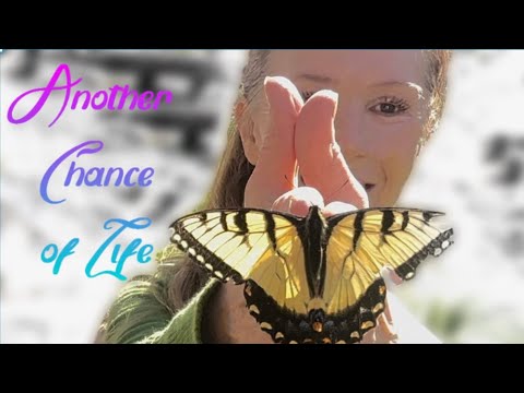 How I Rescued Butterfly First Time Early Spring (Story 34)