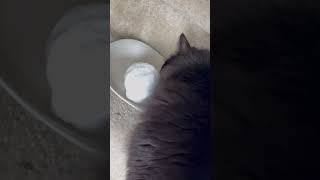 Java Beans vs a snowball #JavaBeans