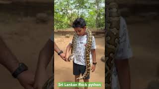 #snake #snakelove #pythonlovers #reptiles #sigiriya #srilankananimals