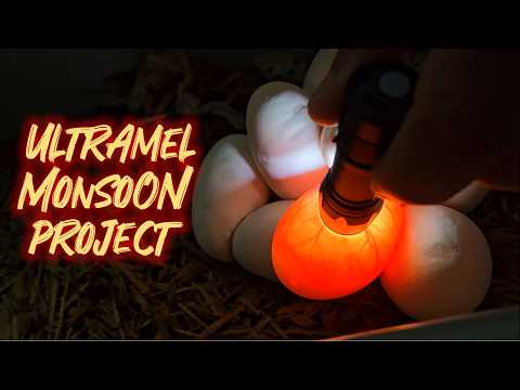 Ultramel Monsoon Project