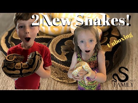 2 New Snakes!