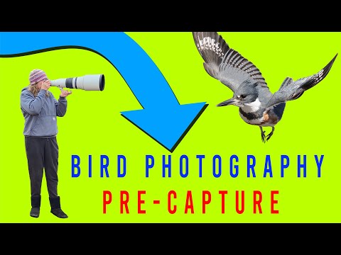 “Capturing the Unseen, Wildlife Photography in Pre-Capture Mode Canon R5 Mark II