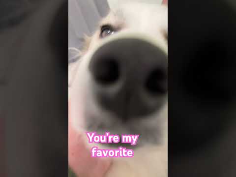 Shhhh don’t tell anyone!! #cute #funnydogs #dogshorts #greatpyrenees #fypシ