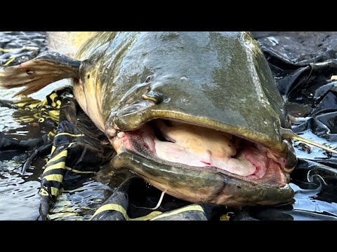 Landing 90lb wels catfish by hand! Fishing The Famous Five - France.