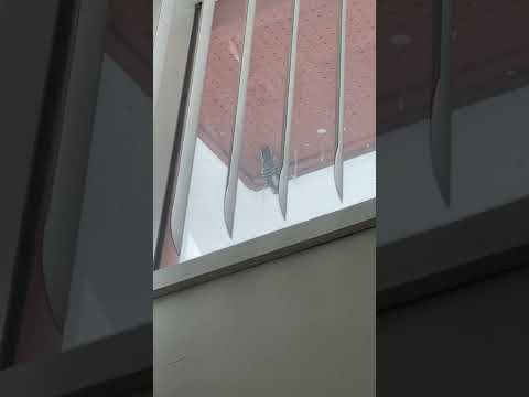 Thanks bird! My poor roof.