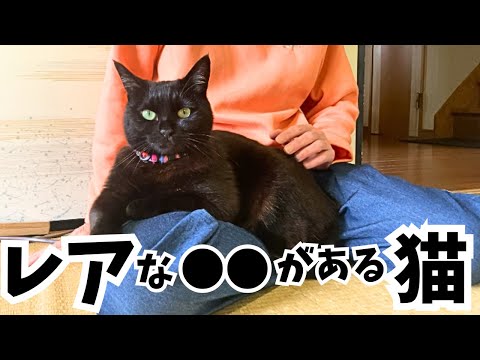 Is this actually a rare cat? Shocking results from a "disease susceptibility test"!
