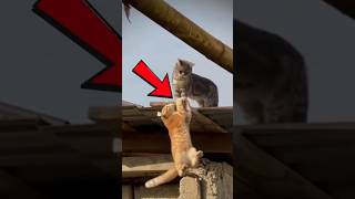 Cat Drama Level - 100!  You’ve Got to See This!!
