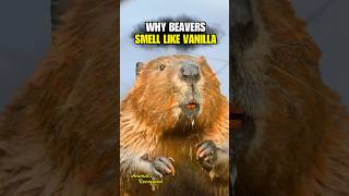 Why Beaver’s Smell Like Vanilla😲