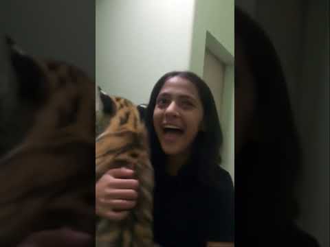 What the f………..!!!!!!!!! #funny #filter #haveitoldyoulatelythatiloveyou #tocaboca #song #cat