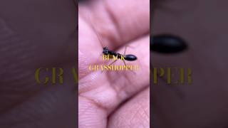 Black grasshopper macro photography #wildlife #travel #animals #relaxingmusic #macroshot #music