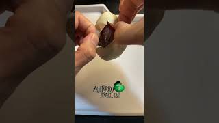 🐍Who’s your daddy🧪 #shorts #molinarosnakelab #ballpython #royalpython #eggcutting #snakeeggcutting