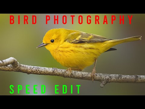 Wildlife photo editing:  A time-lapse, Transform your images