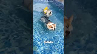 The Dogs Faced the Swimming Challenge 😱