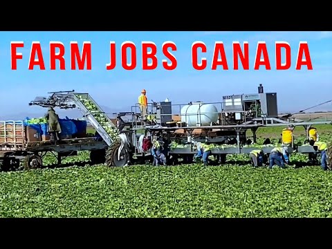 Farm Worker Jobs in Canada For the Foreigner | How to Apply Canada Farm Worker Free Visa