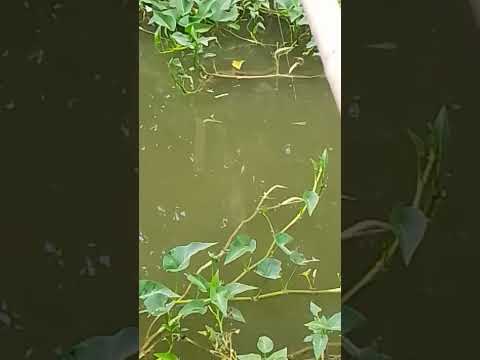 fishing over the fish pan #shortvideo #relievestress #beatiful