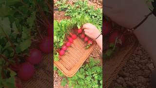 #short #agriculture #agritools#farming2024  #youtubeshorts #EliteShortsUnleashed #1662