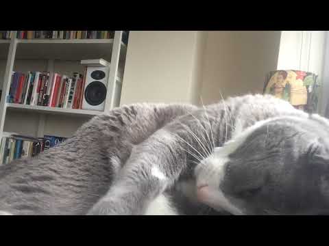 Two Hours Cat Sleeping Video