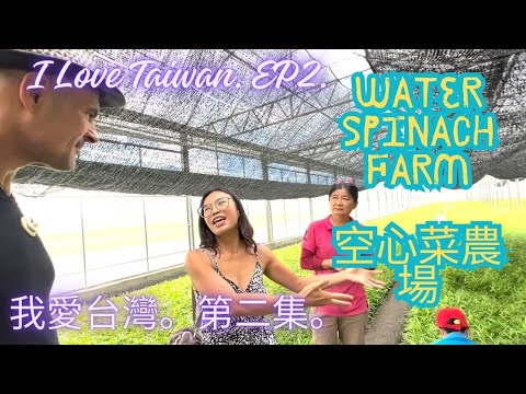 I Love Taiwan Ep 2: A Water Spinach Farm in Citong Township, Yunlin, (supplier to Din Tai Fung).