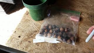 Seed Miracles