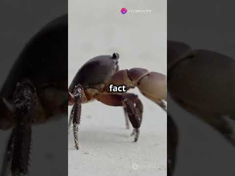 Amazing Crabs: The Coastal Creators of the Shoreline! 🦀🌊