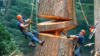 High-Risk Logging, Heavy Transport & Advanced Timber Frame Manufacturing